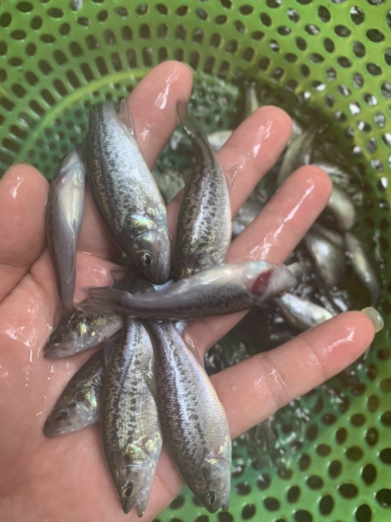 加州鲈鱼苗，品质保证，生长速度快，抗病毒能力强。
