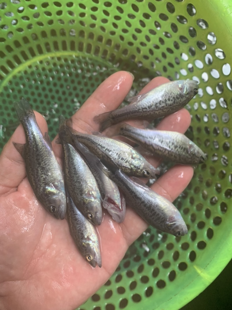 加州鲈鱼苗，品质保证，生长速度快，抗病毒能力强。