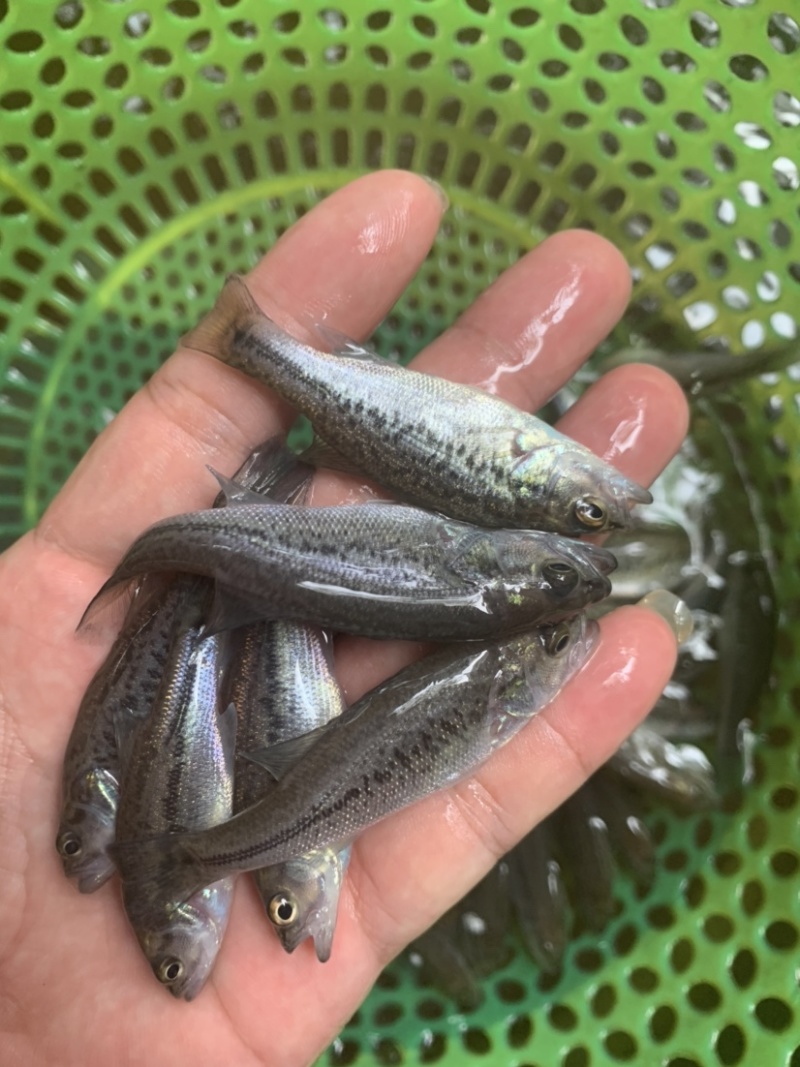 加州鲈鱼苗，品质保证，生长速度快，抗病毒能力强。