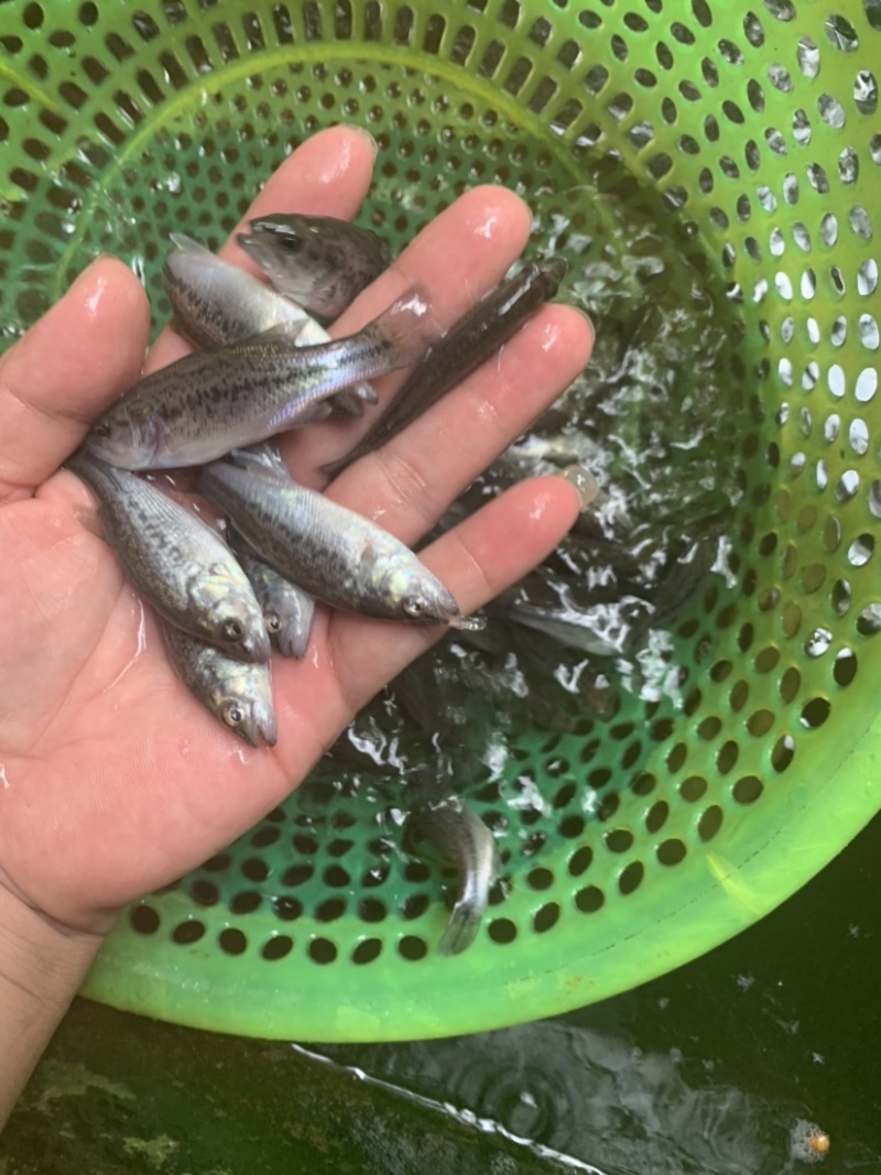 加州鲈鱼苗，品质保证，生长速度快，抗病毒能力强。