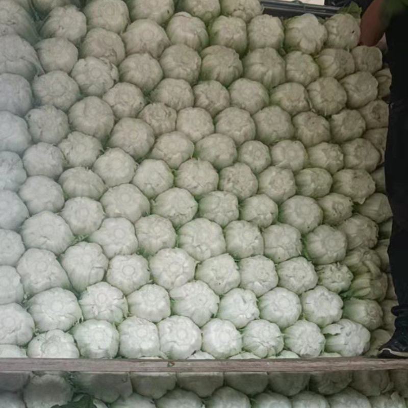 黄心大白菜