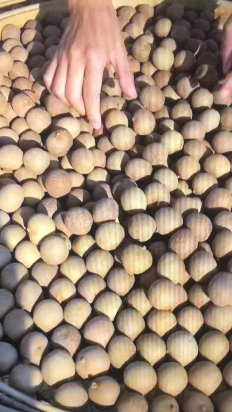 储良桂圆干
