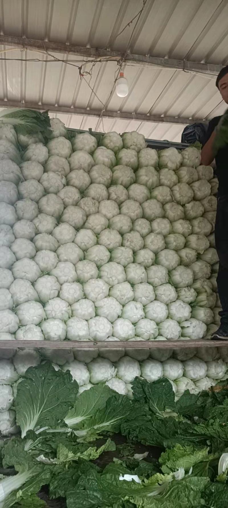 黄心大白菜