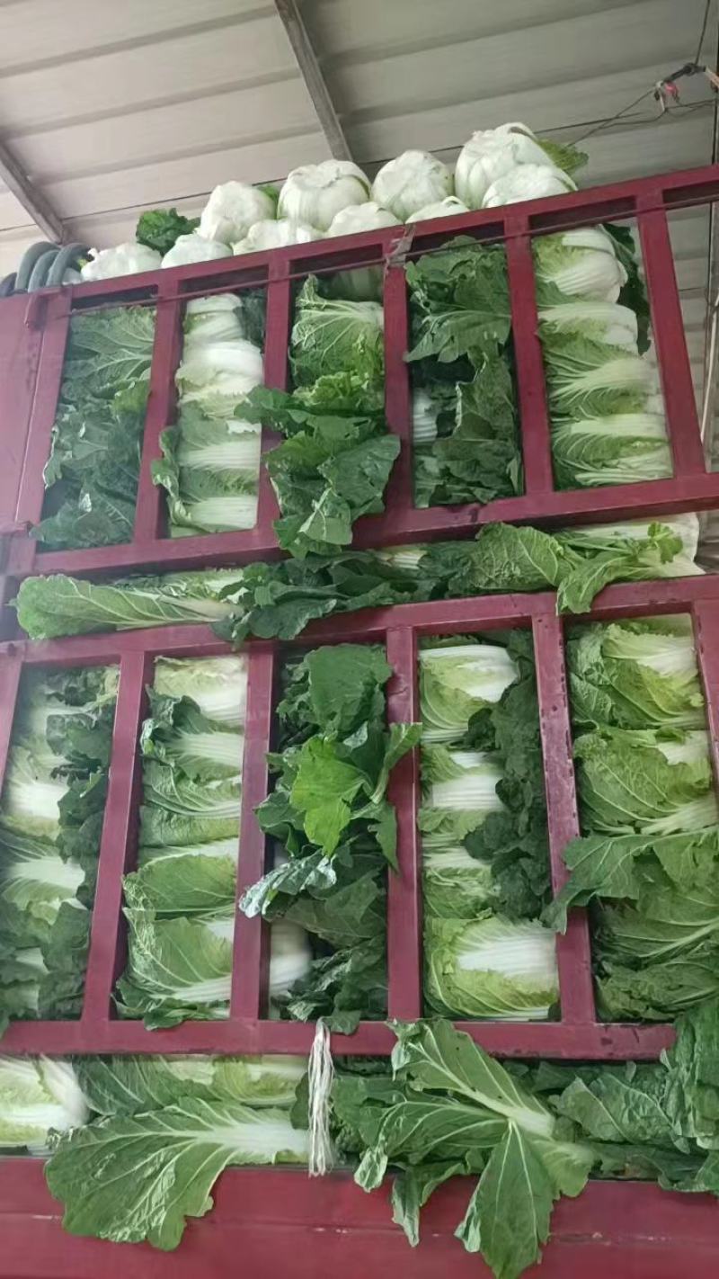 黄心大白菜