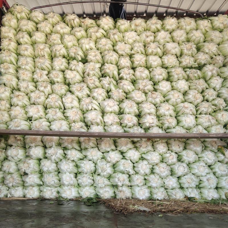 黄心大白菜