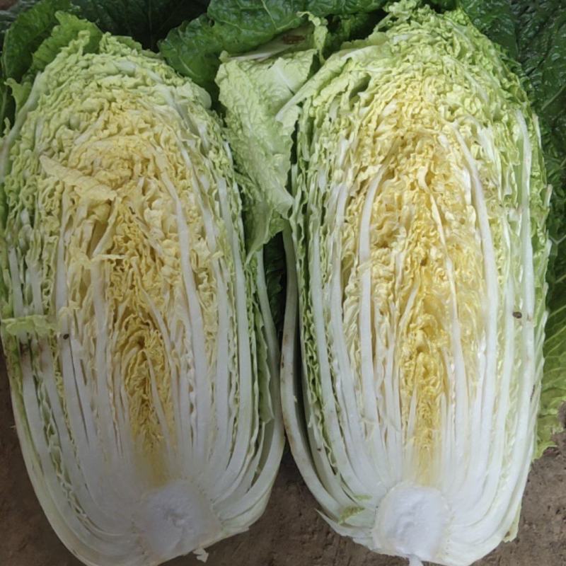 黄心大白菜