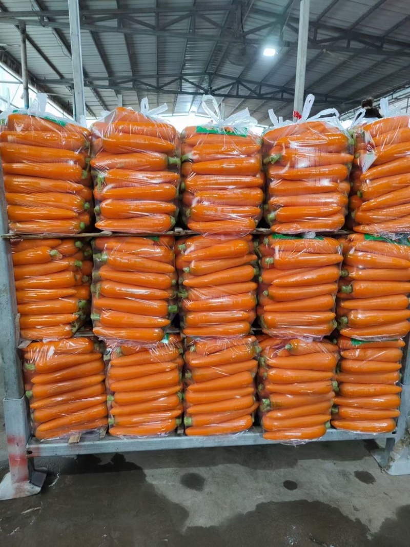 次品胡萝卜红萝卜大量供应适用于加工养殖用！
