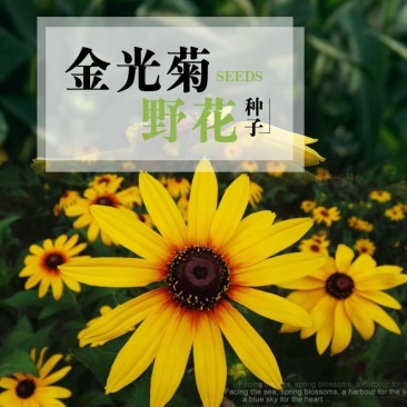 金光菊种子黑心菊花种室外花草种子四季种易活花籽庭院