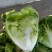 福建、夏阳白、椭圆漂亮无虫眼、地头直供一手货源发往个省市