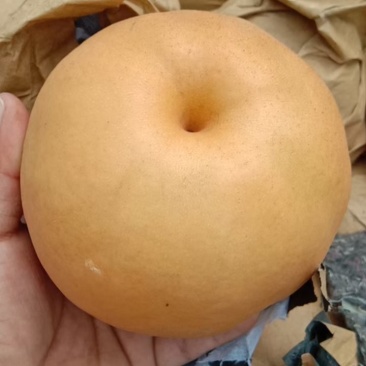 晚秋黄梨大量上市中，欢迎采购