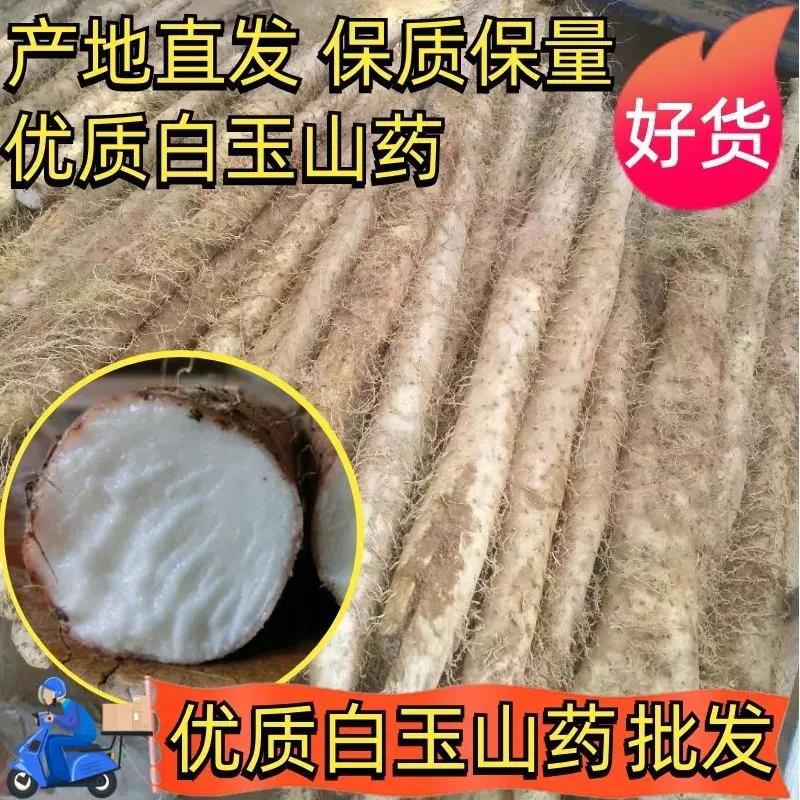 【推荐】精品白玉山药大量上市对接各大电商平台商超批发