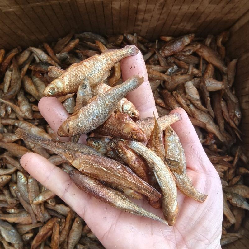 麦穗鱼嫩子鱼。麻鱼。清一色。大中小号都有。没有碎的好货