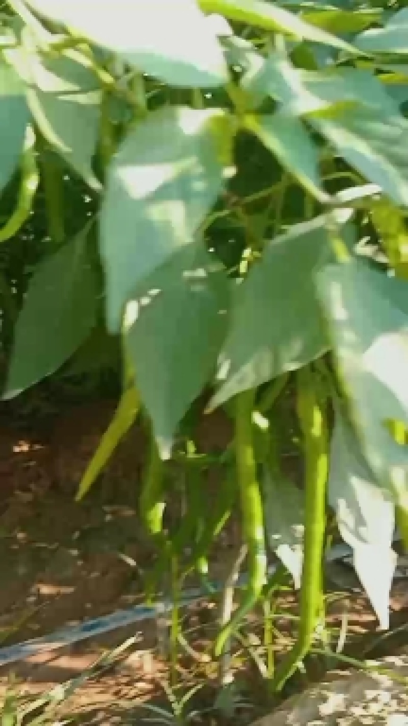 鲜辣椒