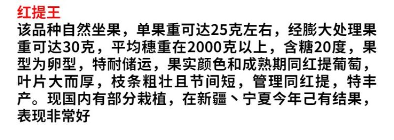 红提王葡萄树苖嫁接葡萄苗南北方种植当年结果爆满葡萄树苗