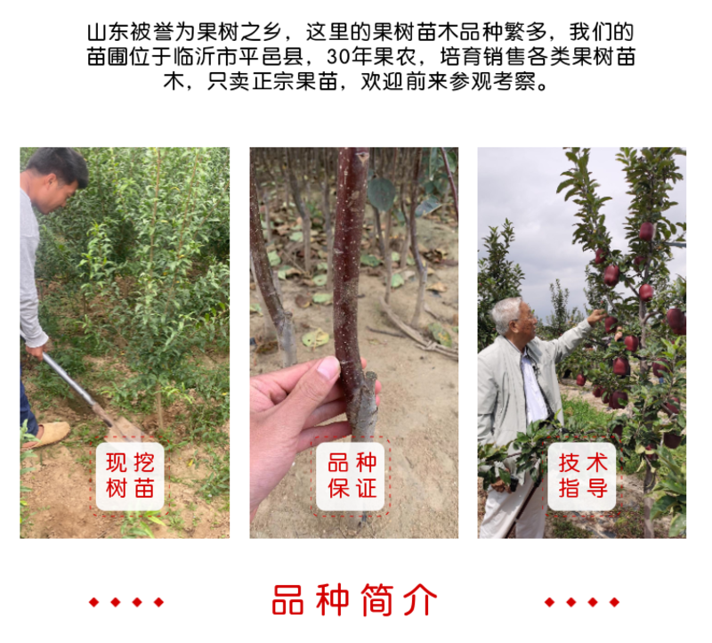红提王葡萄树苖嫁接葡萄苗南北方种植当年结果爆满葡萄树苗