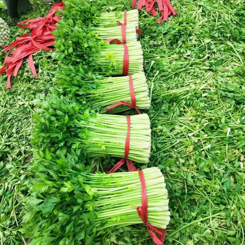 芹菜大量有货，产地直供，代发全国各大市场，合作共赢