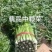 芹菜大量有货，产地直供，代发全国各大市场，合作共赢