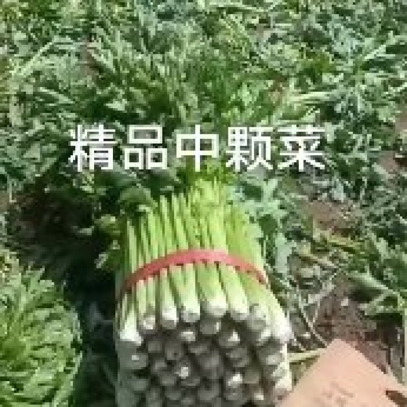 芹菜大量有货，产地直供，代发全国各大市场，合作共赢