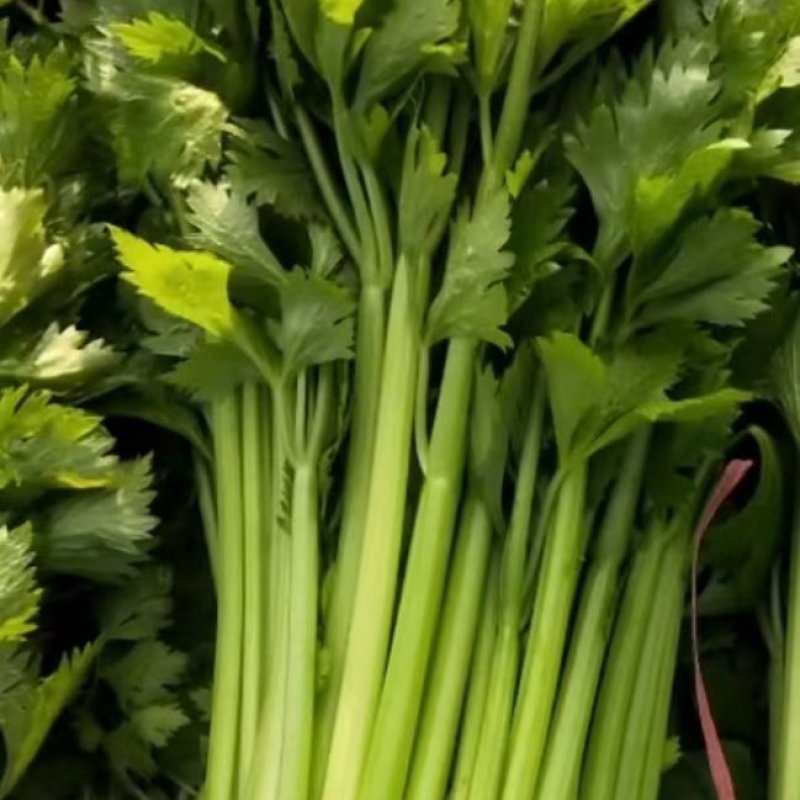 芹菜大量有货，产地直供，代发全国各大市场，合作共赢