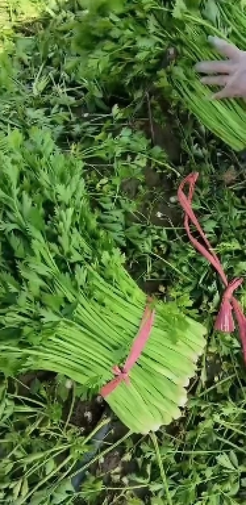 芹菜大量有货，产地直供，代发全国各大市场，合作共赢