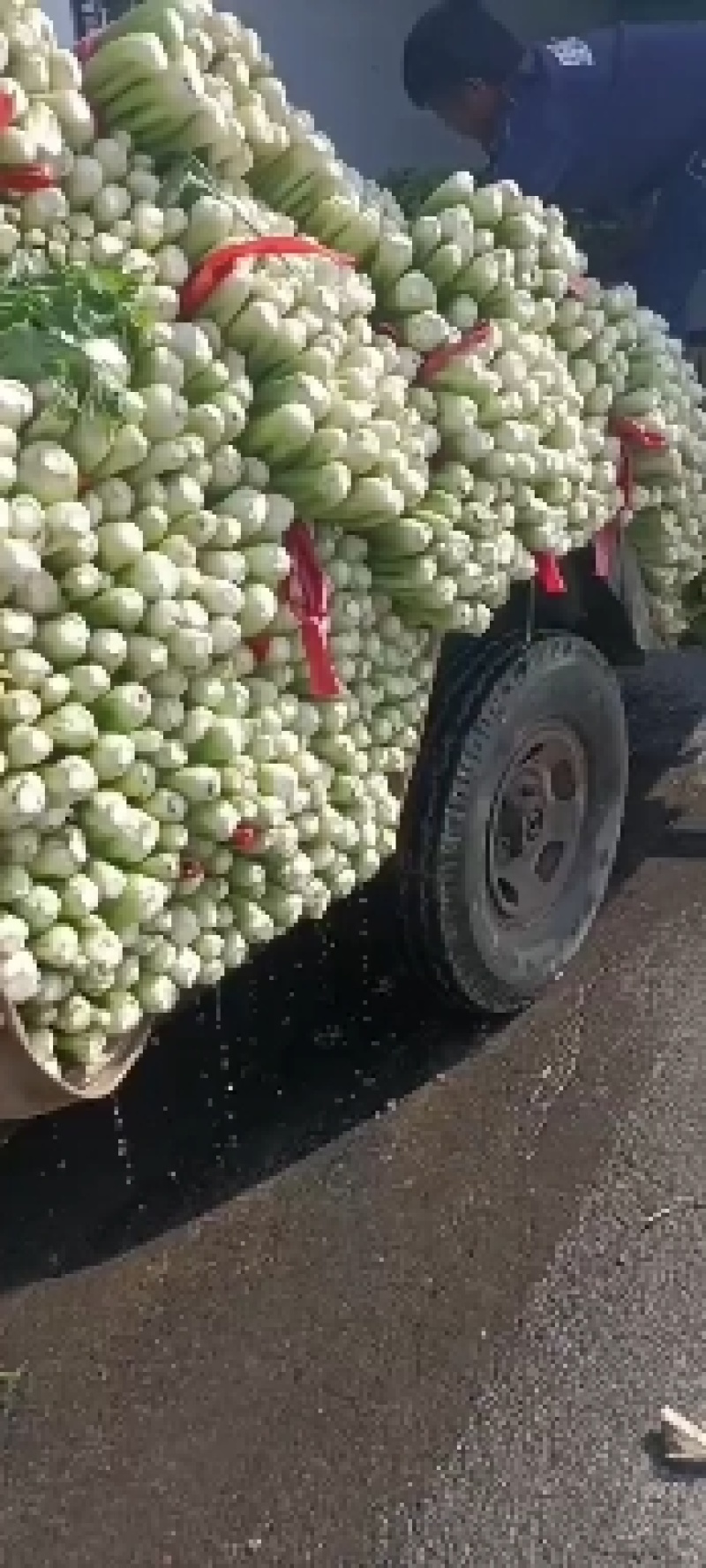 芹菜大量有货，产地直供，代发全国各大市场，合作共赢