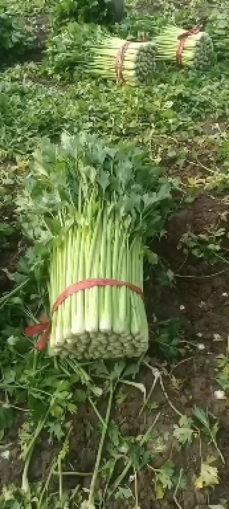 芹菜大量有货，产地直供，代发全国各大市场，合作共赢
