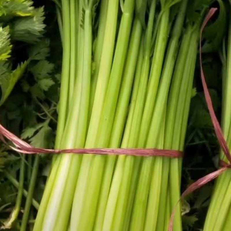 芹菜大量有货，对接各大市场，商超。量大从优