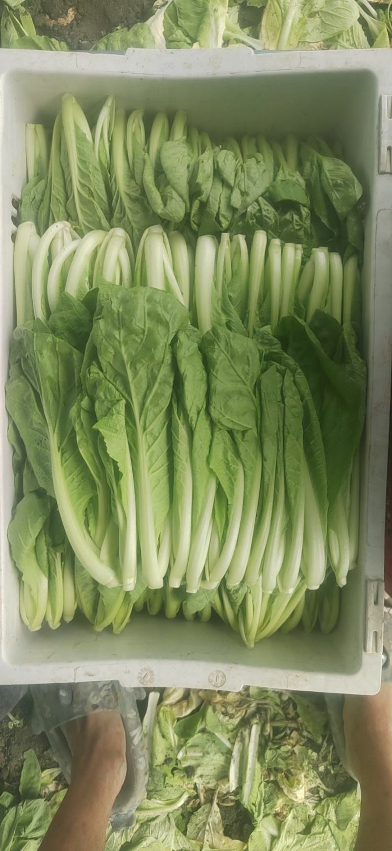 精品小白菜长年供货价格便宜自家种植可以代收代办
