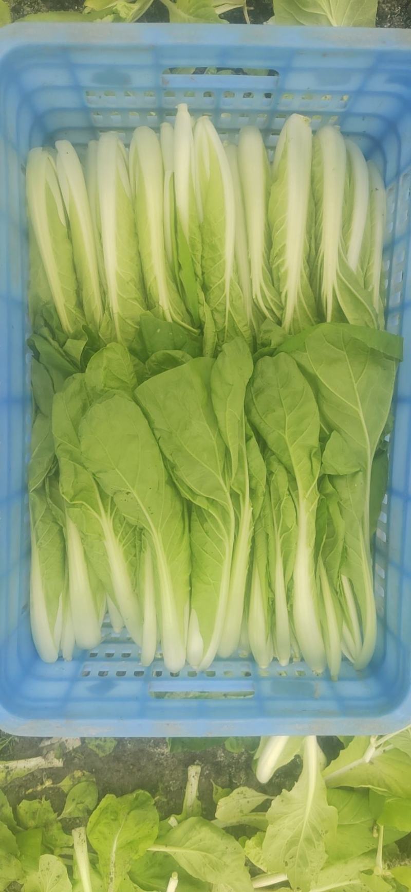 精品小白菜长年供货价格便宜自家种植可以代收代办
