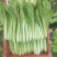 精品小白菜长年供货价格便宜自家种植可以代收代办