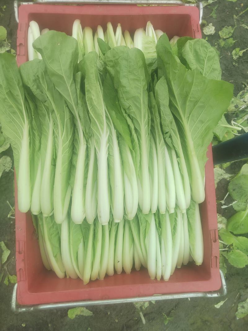 精品小白菜长年供货价格便宜自家种植可以代收代办