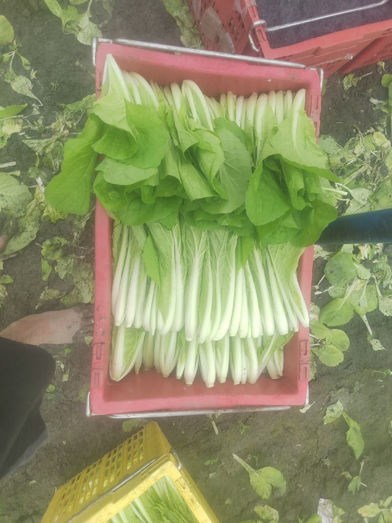 精品小白菜长年供货价格便宜自家种植可以代收代办