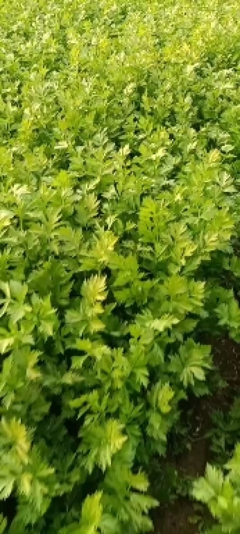芹菜大量有货，对接各大市场，商超。量大从优