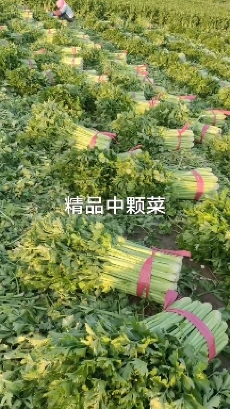 芹菜大量有货，对接各大市场，商超。量大从优