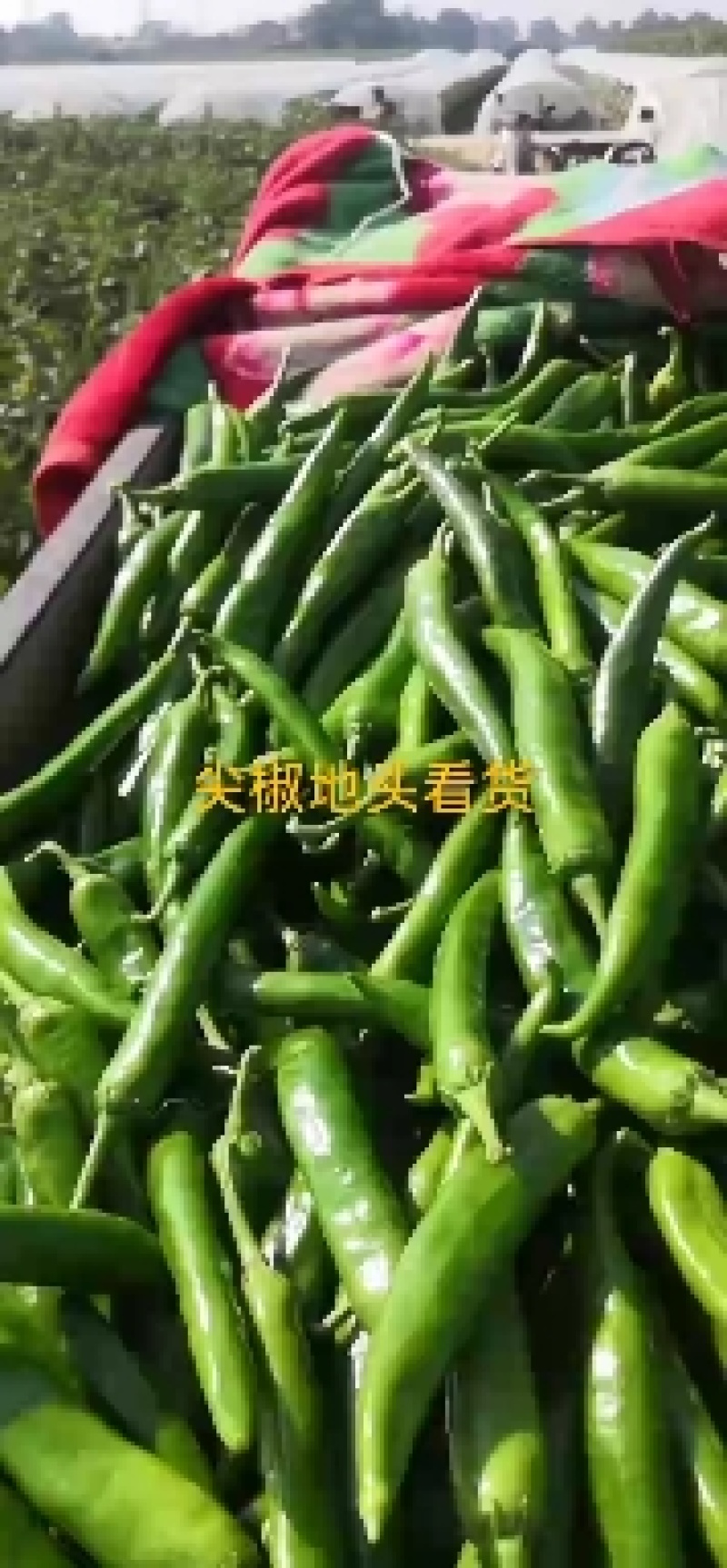 尖椒