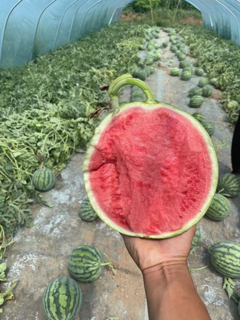 【美都西瓜】西瓜小薄皮大红瓤产地一手货源实力代收代发