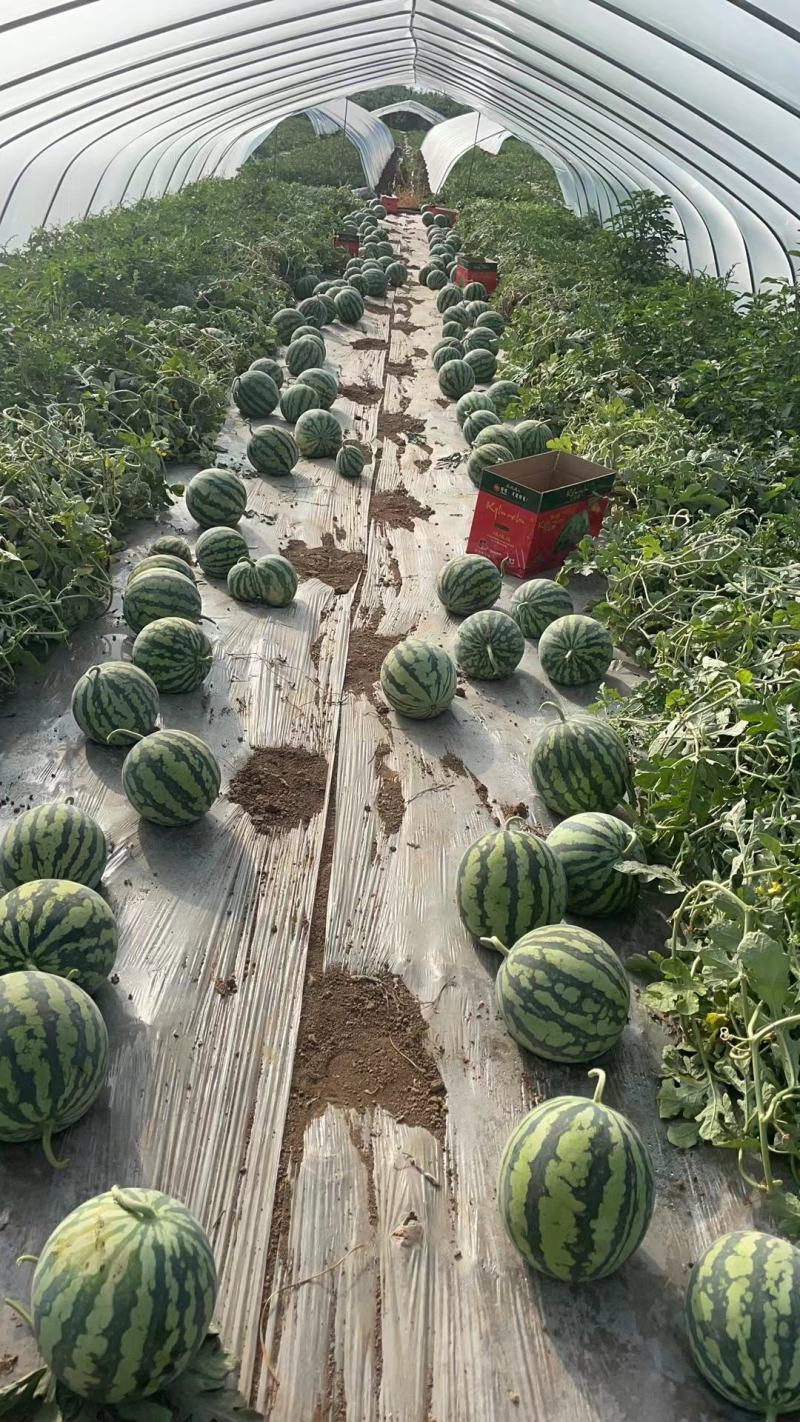 【美都西瓜】西瓜小薄皮大红瓤产地一手货源实力代收代发