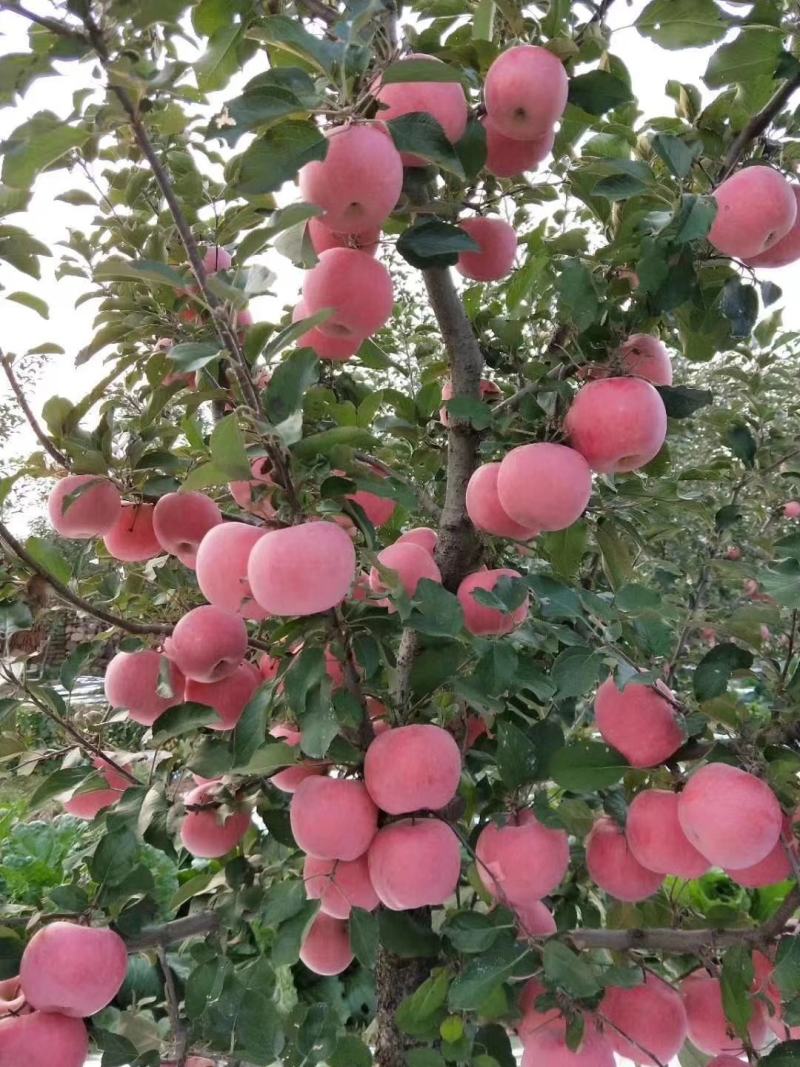 正宗栖霞苹果