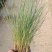 粉黛乱子草高度30-1.2m，小杯-双色杯