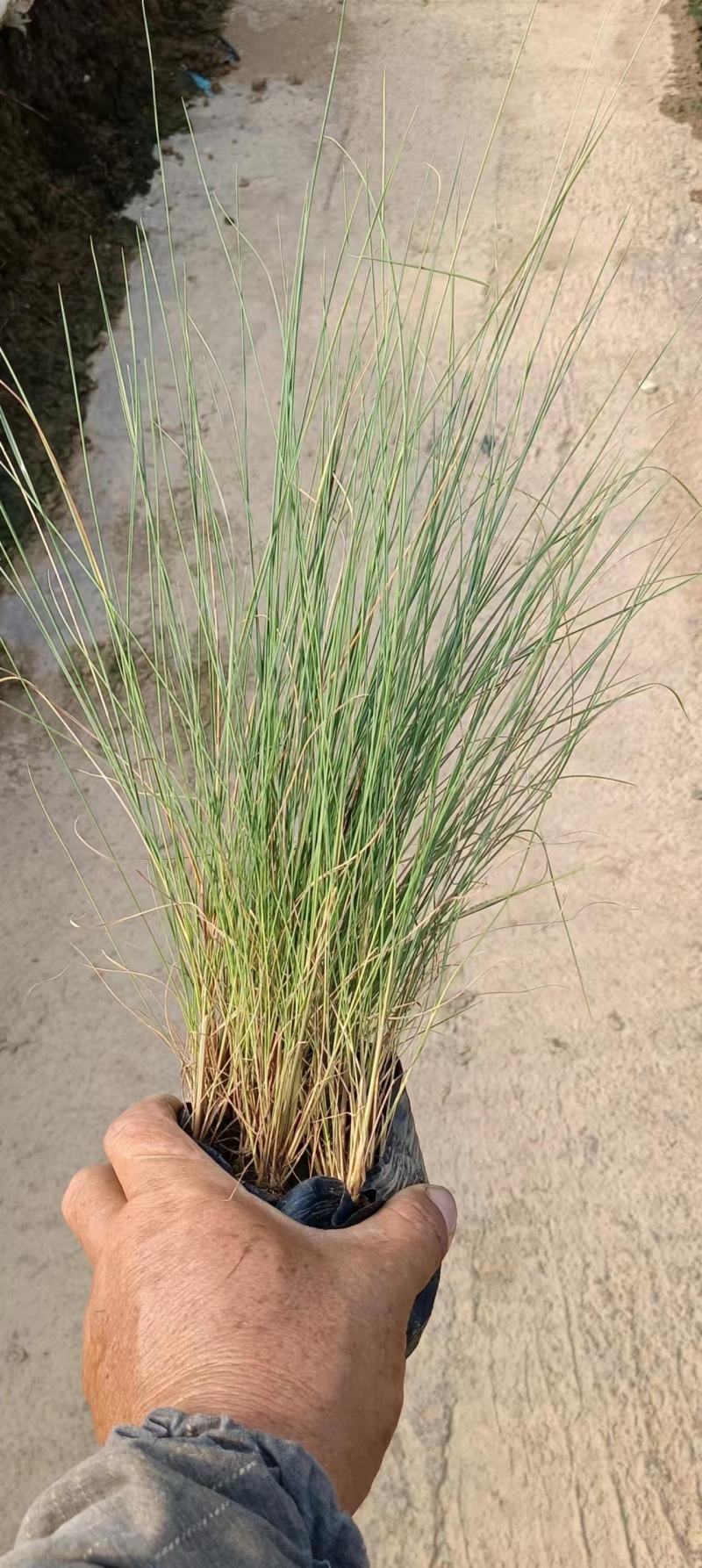 粉黛乱子草高度30-1.2m，小杯-双色杯