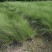 粉黛乱子草高度30-1.2m，小杯-双色杯