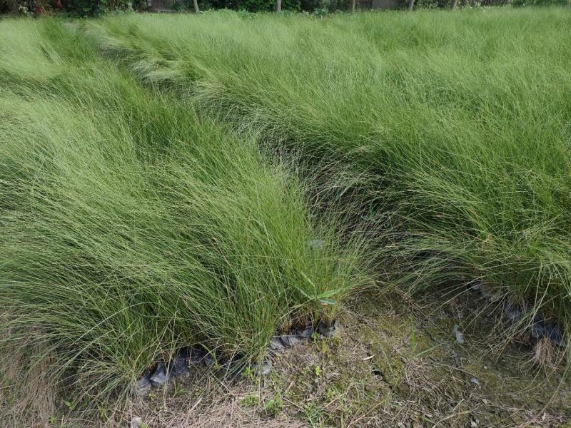粉黛乱子草高度30-1.2m，小杯-双色杯