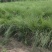 粉黛乱子草高度30-1.2m，小杯-双色杯