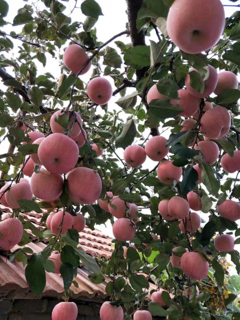 正宗栖霞苹果