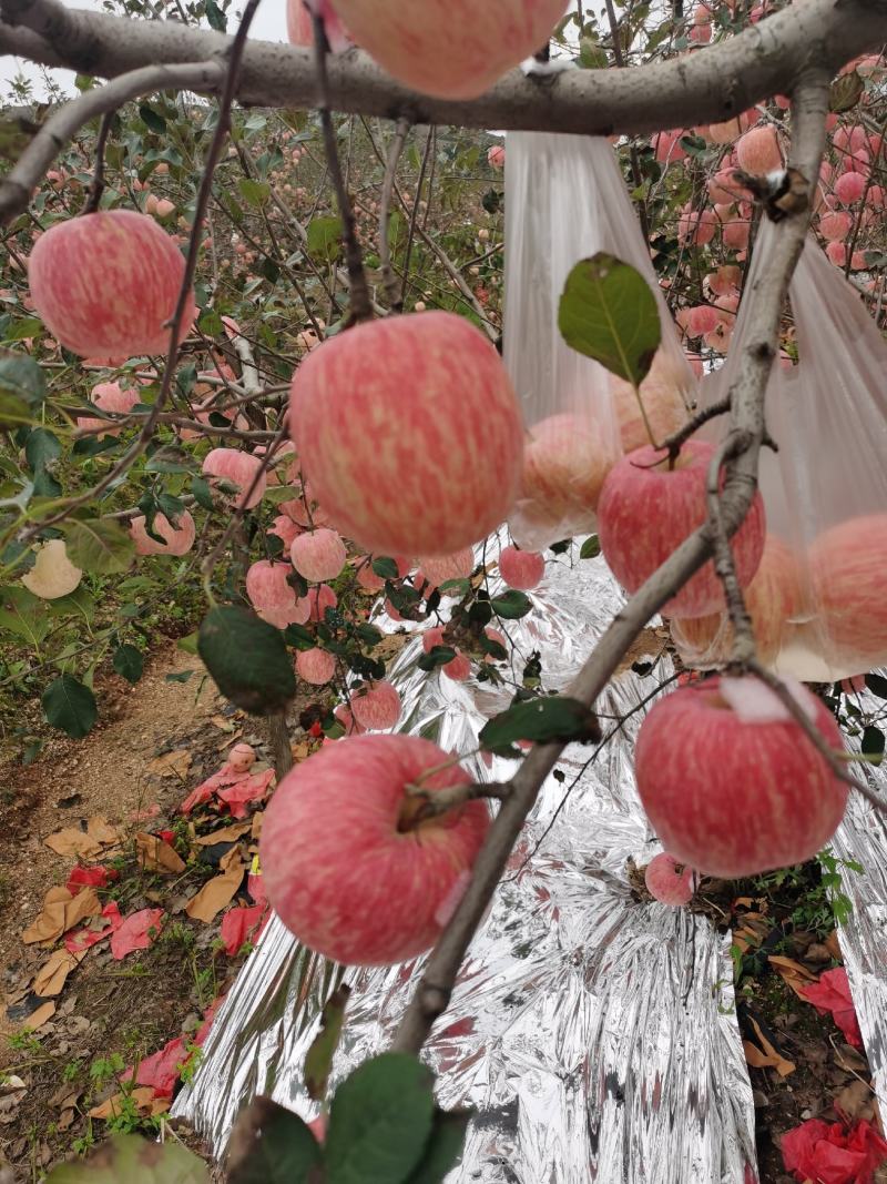 正宗栖霞苹果
