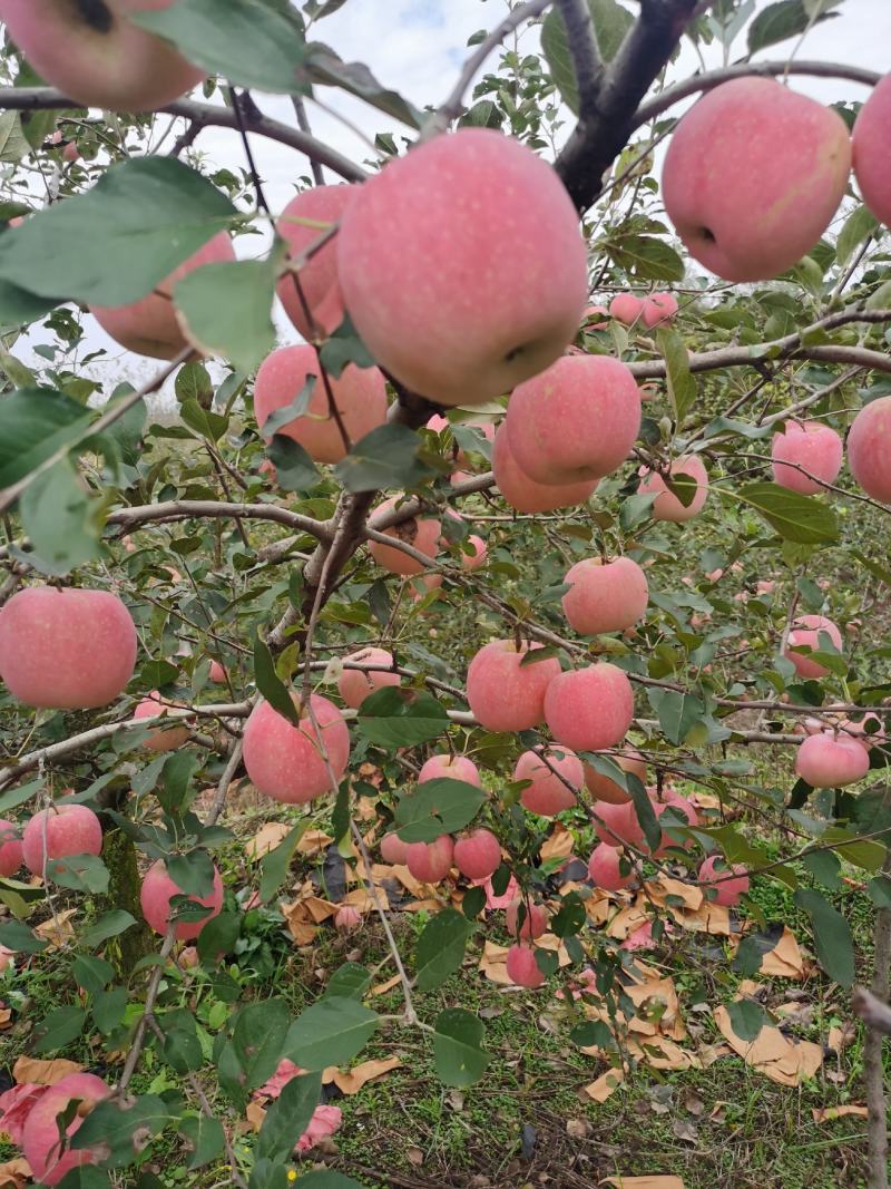 正宗栖霞苹果