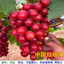 中国红玫瑰葡萄树苖嫁接葡萄苗南北方种植当年结果葡萄树苗