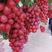 中国红玫瑰葡萄树苖嫁接葡萄苗南北方种植当年结果葡萄树苗