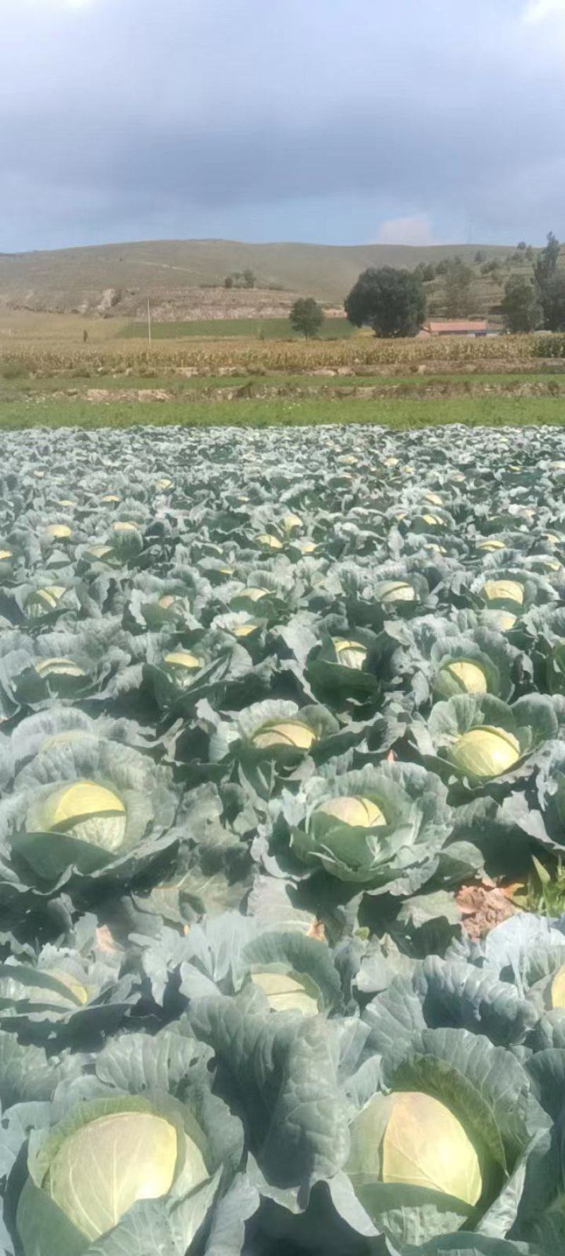 大包菜高原大包菜口感好包菜实，欢迎您的光临