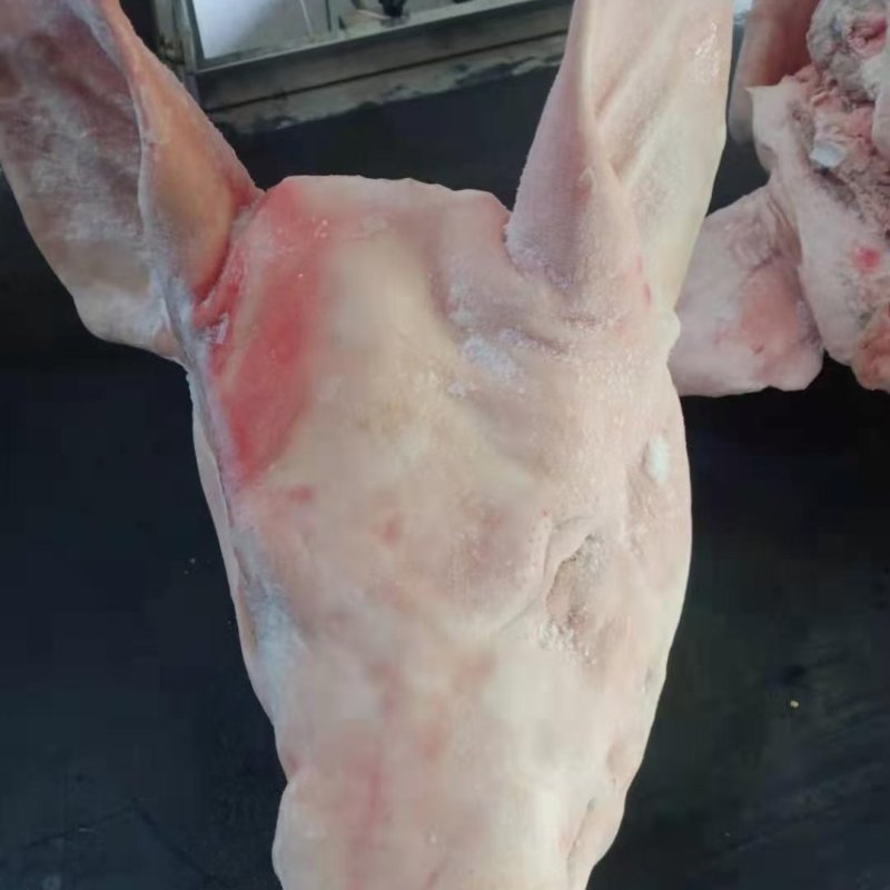 肥猪猪头，标猪猪头，新货，手续齐全，需要的联系